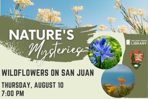 Nature's Mysteries: Wildflowers